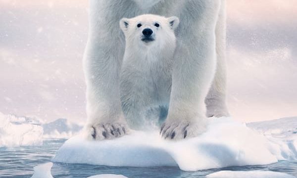 POLAR BEAR (2022)