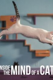 INSIDE THE MIND OF A CAT (2022) คิดแบบแมวๆ